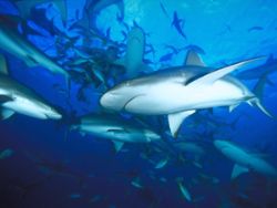Reef Sharks, Bahamas (Nikon F4, 18mm, Provia F100) by Andrew Dawson 